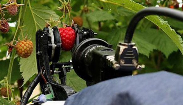 Ernte-Roboter der University of Plymouth plfückt hier Himbeeren. Bild: University of Plymouth.