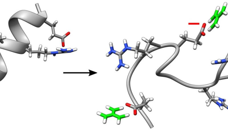 Left: Without guanidinium, the folded structure – in this case a helix – is kept together by the attractive electrical force between the negatively charged oxygen atoms (red) and the positively charged nitrogen atoms (blue): the salt bridges. Guanidinium 