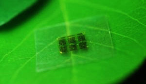 Mikrochips aus Holz