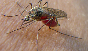 Laser contre malaria