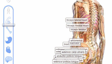 Spectaculaires planches anatomiques en relief de Google