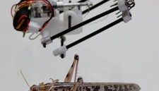 Robot sauterelle © aftau.org