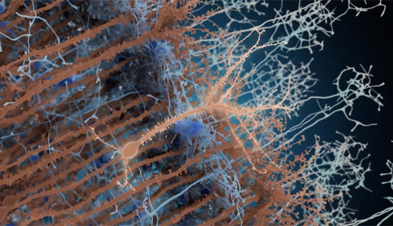 En marron, les neurones existants, en marron clair, au centre, un néo-neurone adulte. En bleu les synapses qui se connectent aux néo-neurones. © Institut Pasteur/PM Lledo