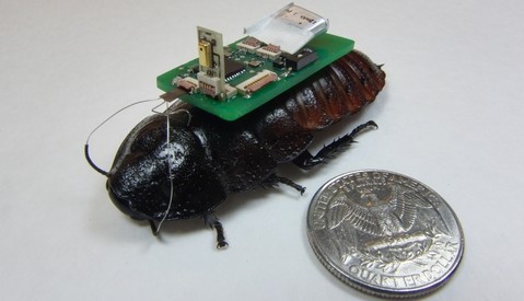 Cyborg-kakkerlakken sporen geluidsbronnen op