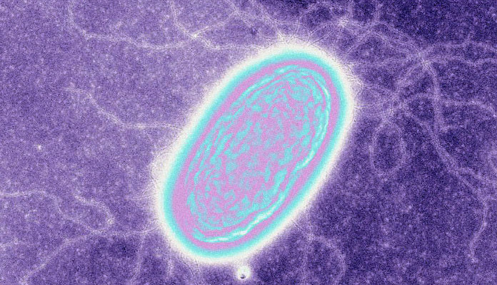 „Elektronische“ bacteriën leven van elektronen, niet van koolwaterstoffen. Foto: Derek Lovley/SPL