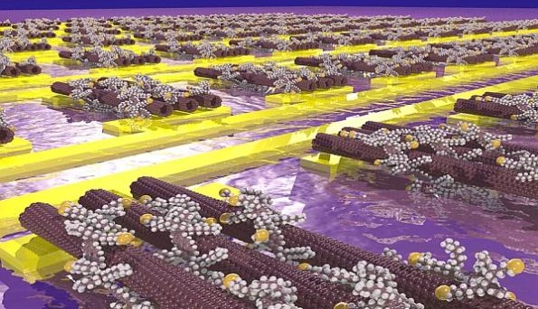 Impressie van koolstof nanobuisjes gewikkeld in thiol-zijketens van polymeren (de gele bollen), door zelforganisatie gevormd op gouden elektroden. Illustratie: Arjen Kamp.