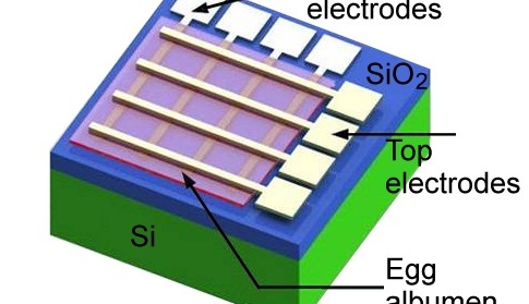 Een elektronische component deels gemaakt van proteïne uit eiwit (met dank aan de American Chemical Society)