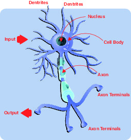 Die Neuronen in neuronalen Netzwerken verstehen