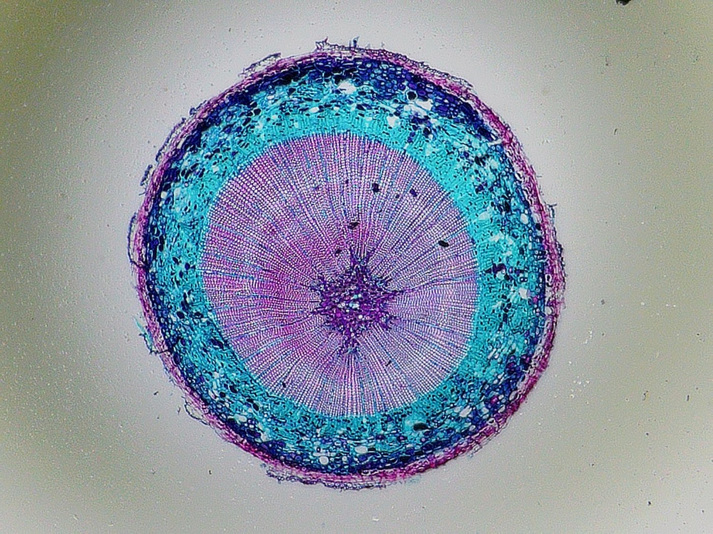 The Andonstar AD249S-M is a digital microscope with a 10