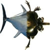 fishbeetle