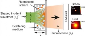 Experimental setup for measuring light falling on and moving through an opaque layer, using fluorescent microscopy to monitor the results.
