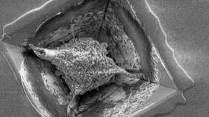 3D-brein op een chip