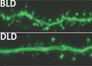 Gehirnaktivität bei normaler (oben) und gedimmter Beleuchtung (unten).
Bild: Michigan State University.