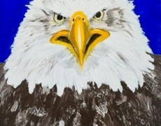 Amerikaanse zeearend kop