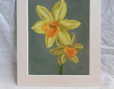 Narcissen