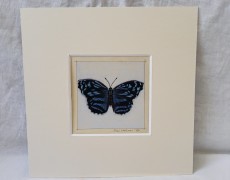 Myscelia ethusa vlinder