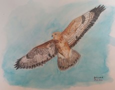 Buizerd