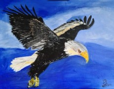 Amerikaanse zeearend zoekt eten