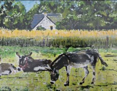 Ezels bij Mont Dol, Bretagne