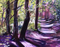 Wandelen in het bos bij Amersfoort