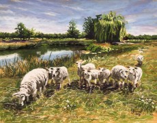 schaapskudde bij Berkenwoude