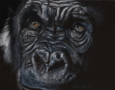 Chimpansee