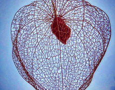 Little wonder of nature