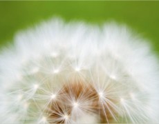 Fluffy flower - fotografie