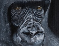 Gorilla