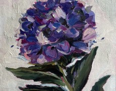 Blauwe hortensia