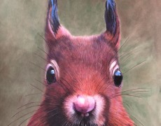 Wild eyes ( eekhoorn)