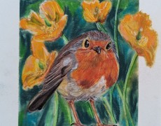 Roodborstje onder de gele klaproos 