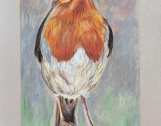 Roodborstje fier kijkend