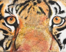 Close-up van een tijger