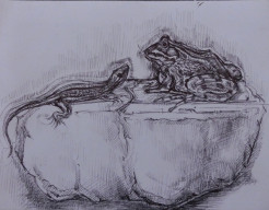 Kikker en salamander