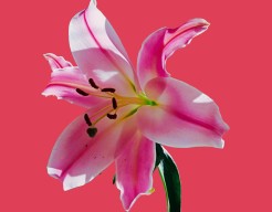 "Gekleurde lelie"