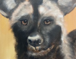 Afrikaanse  wilde hond