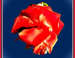 "Scarlet Bloom in Midnight Frame"