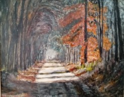 't bos 251/13      (+101× bekeken )