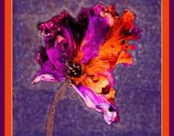 "Vergankelijkheid in Kleur"