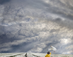 ganzen in de tulpen!