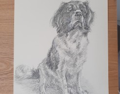 Portret hond in potlood