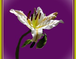 "Witte Glans in Paarse Sereniteit"