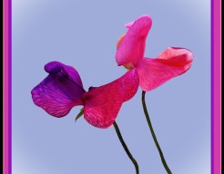 "Etherische Bloesems"