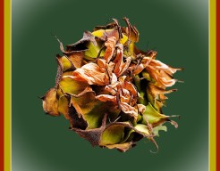 "Vergankelijkheid in Bloei"