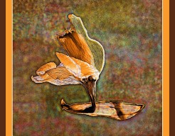 "Echo van Vergankelijkheid"