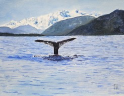 Walvis in Kaikoura