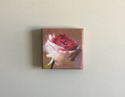 Flowers are blooming