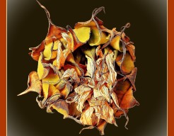 "Elegantie van Vergankelijkheid"