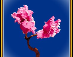 "Roze Rhapsodie in Blauw"